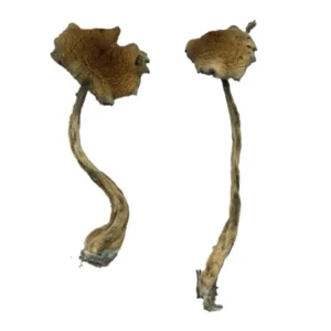 alacabenzi-magic-mushrooms-online-1 Alacabenzi Magic Mushrooms Online | 28grams