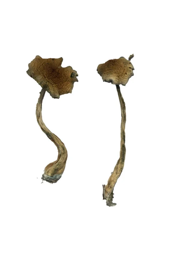 alacabenzi-magic-mushrooms-online-1 Alacabenzi Magic Mushrooms Online | 28grams