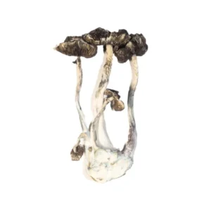 albino-a-magic-mushrooms-premium-psychedelic-experience-1-600x900-1 Albino A+ Magic Mushrooms – Premium Psychedelic Experience | 28grams