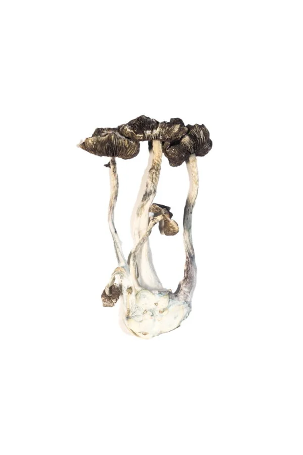 Albino A+ Magic Mushrooms – Premium Psychedelic Experience | 28grams
