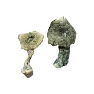 albino-cambodians-magic-mushrooms-for-mindful-journeys-1-600x900-1 Albino Cambodians Magic Mushrooms for Mindful Journeys | 28grams