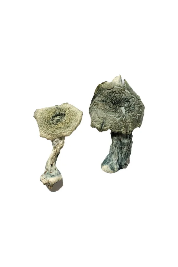 Albino Cambodians Magic Mushrooms for Mindful Journeys | 28grams