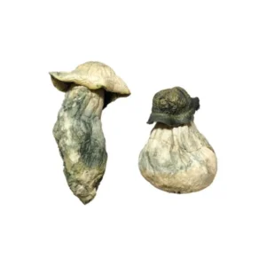 albino-penis-envy-magic-mushrooms-online-600x900-1 Albino Penis Envy Magic Mushrooms Online | 28grams