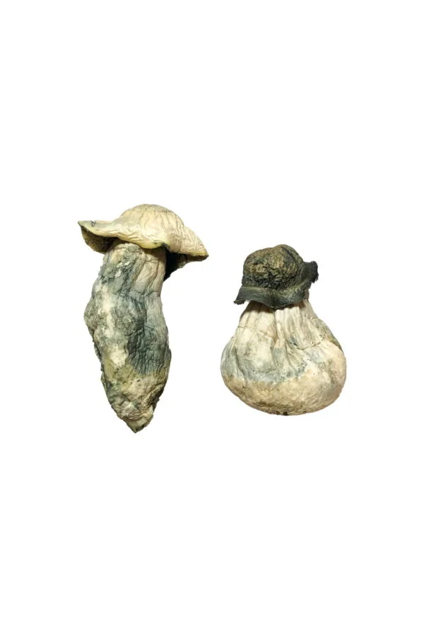Albino Penis Envy Magic Mushrooms Online | 28grams