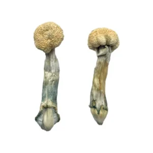 albino-treasure-coast-magic-mushrooms-premium-psychedelic-experience-600x900-1 Albino Treasure Coast Magic Mushrooms – Premium Psychedelic Experience | 28grams