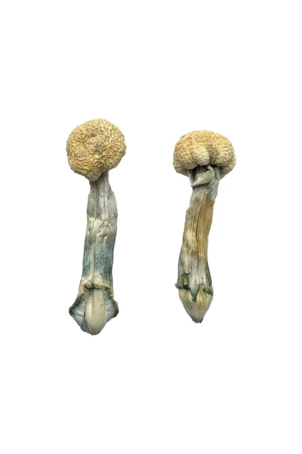 Albino Treasure Coast Magic Mushrooms – Premium Psychedelic Experience | 28grams
