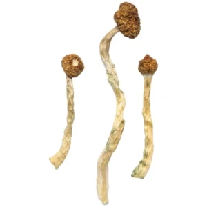 arenal-volcano-magic-mushrooms-experience-600x900-1 Arenal Volcano Magic Mushrooms Experience | 28grams