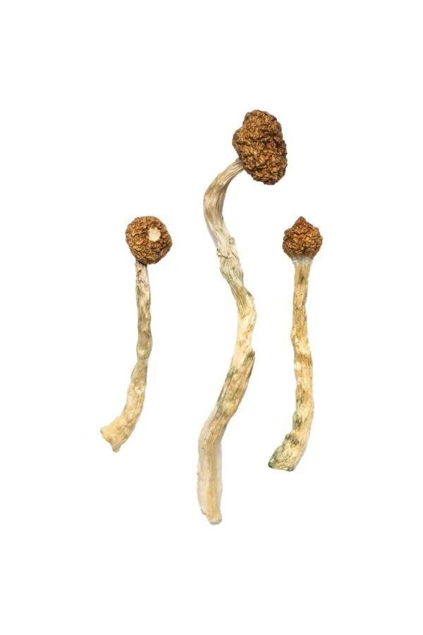 Arenal Volcano Magic Mushrooms Experience | 28grams