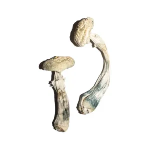 averys-albino-magic-mushrooms-online-600x900-1 Avery’s Albino Magic Mushrooms Online | 28grams