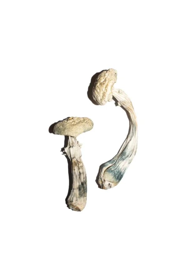 averys-albino-magic-mushrooms-online-600x900-1 Avery’s Albino Magic Mushrooms Online | 28grams
