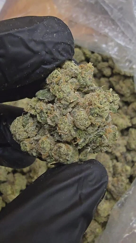 Berry Pie | Top Tier | Flower | 7g packs