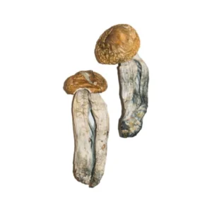 big-mex-magic-mushrooms-online-600x900-1 Big Mex Magic Mushrooms Online | 28grams