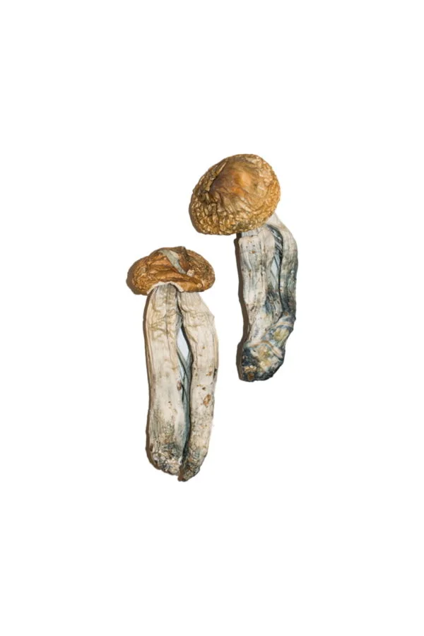 Big Mex Magic Mushrooms Online | 28grams