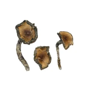 blue-meanie-magic-mushrooms-for-sale-600x603-1 Blue Meanie Magic Mushrooms for Sale | 28grams