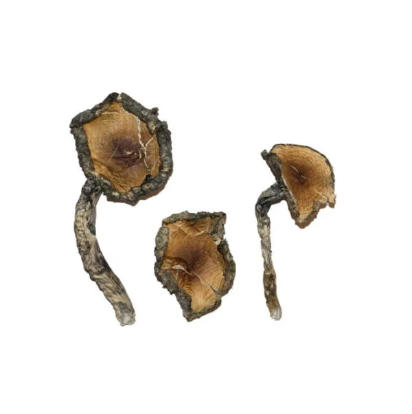 Blue Meanie Magic Mushrooms for Sale | 28grams