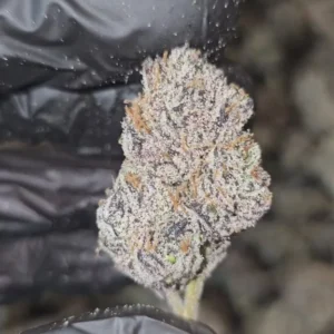 blue-nerdz-first-cut-exclusive-flower-7g-packs-576x1024-1 Blue Nerdz | First Cut Exclusive | Flower | 7g Packs