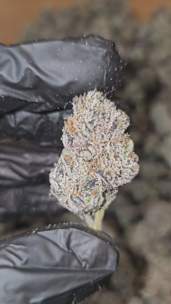 Blue Nerdz | First Cut Exclusive | Flower | 7g Packs
