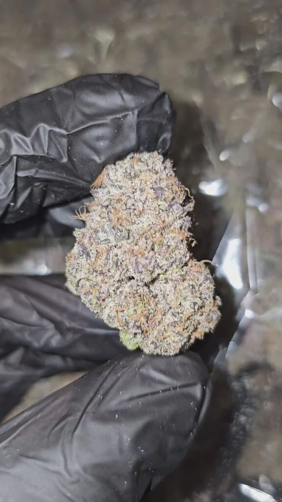 Blueberry Crumble | First Cut Exclusive | Flower | 7g packs