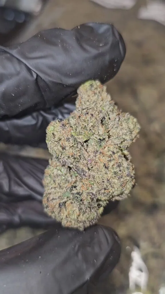 blueberry-milk-boutique-tier-flower-on-sale-576x1024-1 Blueberry Milk | Boutique Tier | Flower | ON SALE | 7g packs