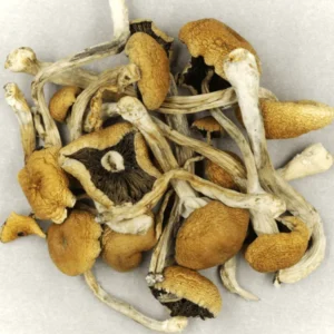brazilian-magic-mushrooms Brazilian Magic Mushrooms | 28grams