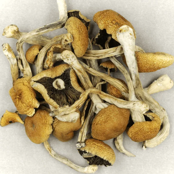 Brazilian Magic Mushrooms | 28grams