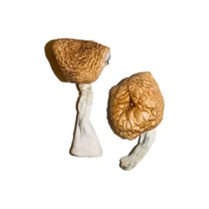 burmese-magic-mushrooms-600x900-1 Burmese Magic Mushrooms | 28grams