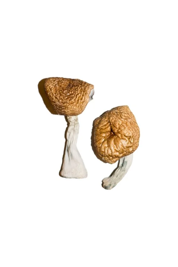 burmese-magic-mushrooms-600x900-1 Burmese Magic Mushrooms | 28grams