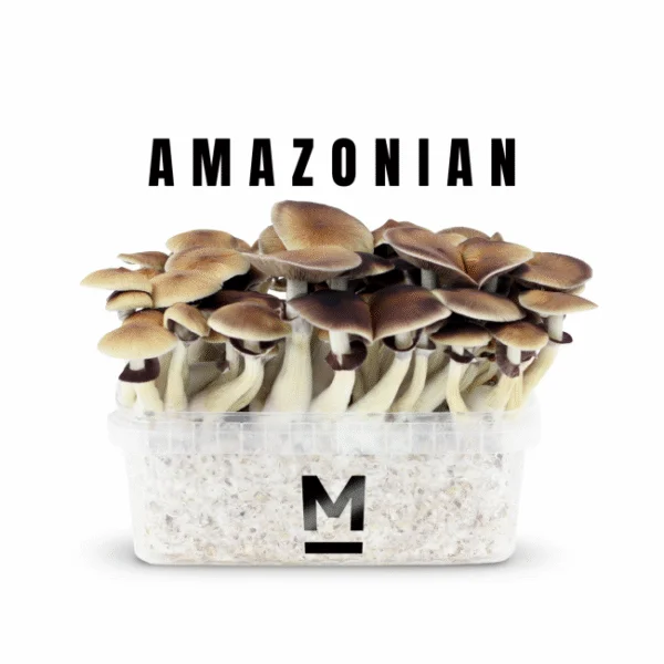Buy Magic Mushroom Grow Kit PES Amazon by Mondo® | 28grams