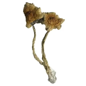 Cambodian Magic Mushrooms | 28grams