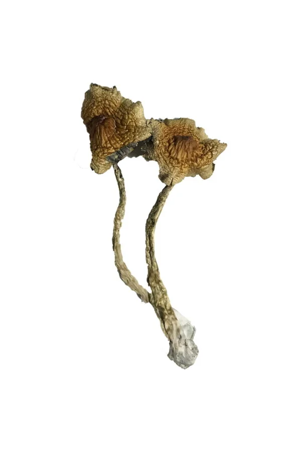 Cambodian Magic Mushrooms | 28grams