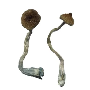 Costa Rican Magic Mushrooms | 28grams