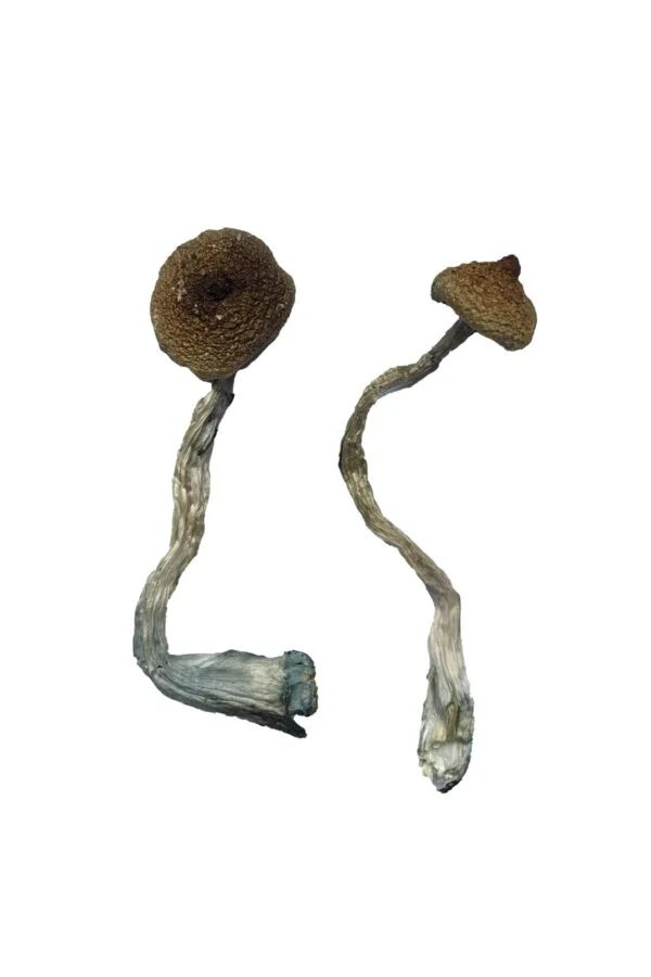 costa-rican-magic-mushrooms-600x900-1 Costa Rican Magic Mushrooms | 28grams
