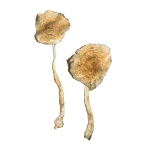Cuban Magic Mushrooms | 28grams