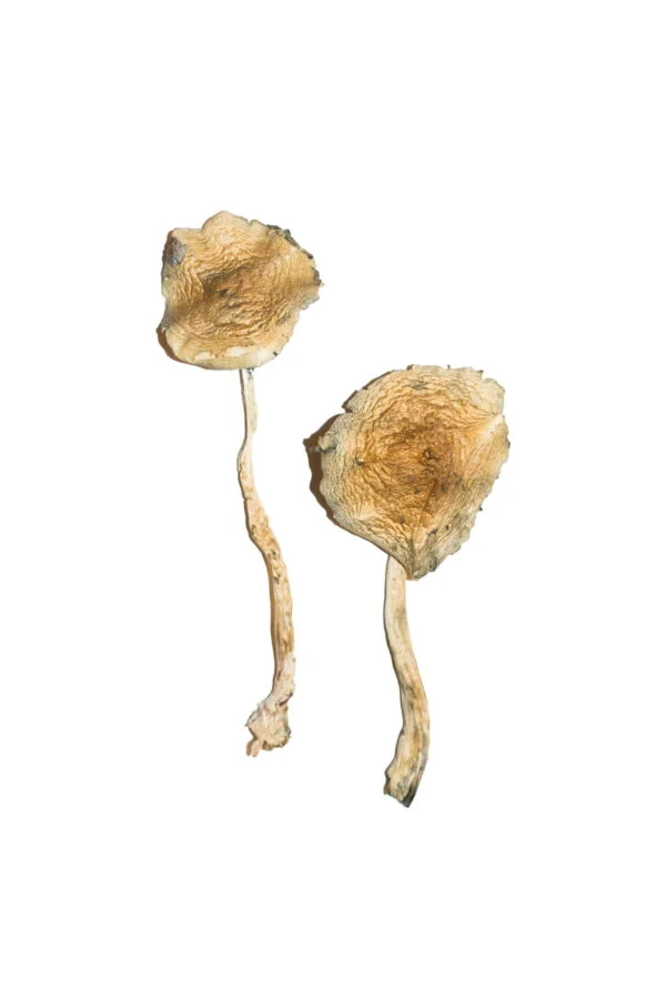 cuban-magic-mushrooms-600x900-1 Cuban Magic Mushrooms | 28grams