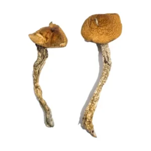 Daddy Long Legs Magic Mushrooms | 28grams