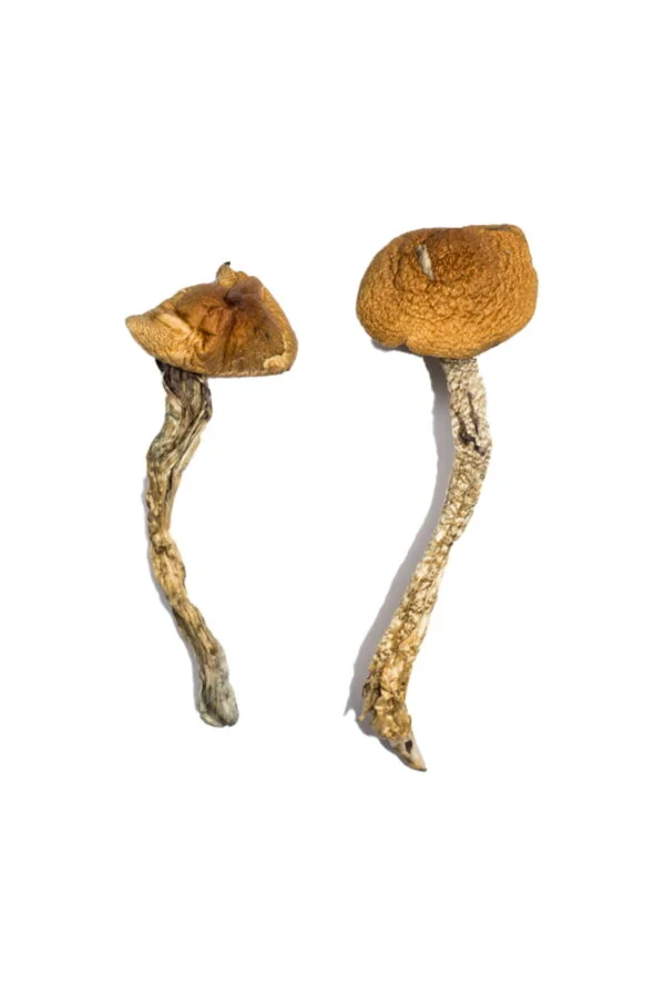 Daddy Long Legs Magic Mushrooms | 28grams