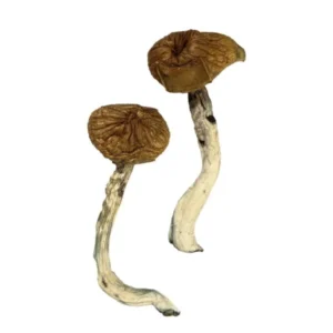 Dancing Tiger Magic Mushrooms – Explore Psychedelic Bliss | 28grams