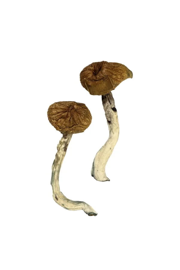 dancing-tiger-magic-mushrooms-explore-psychedelic-bliss-600x900-1 Dancing Tiger Magic Mushrooms – Explore Psychedelic Bliss | 28grams