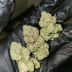 DoSI Lato | Top Tier | 7g packs