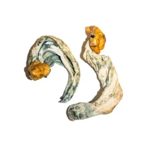 Ecuadorian Magic Mushrooms | 28grams