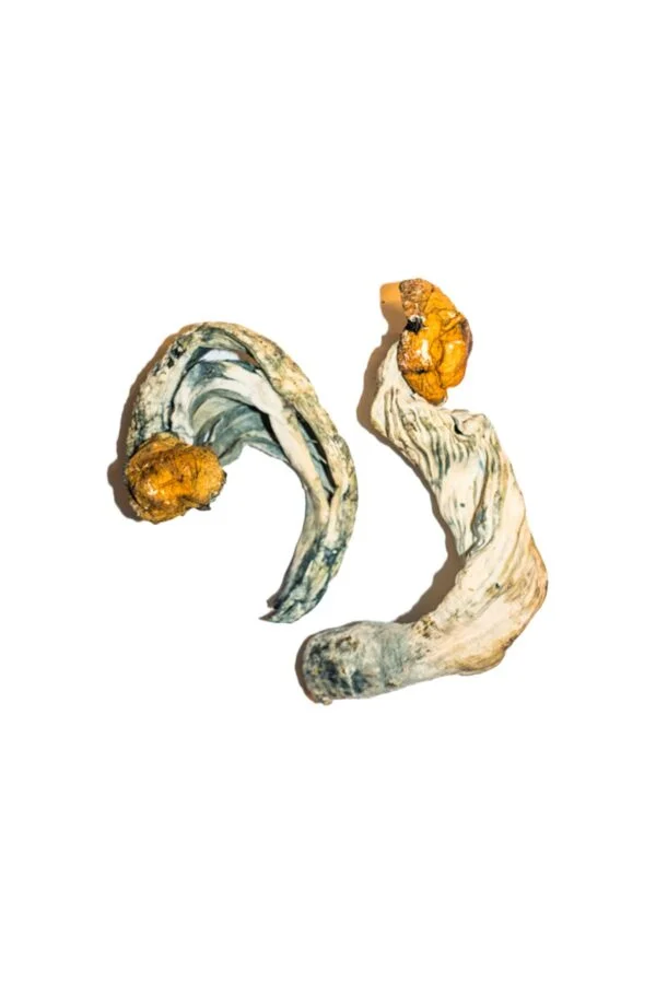 Ecuadorian Magic Mushrooms | 28grams