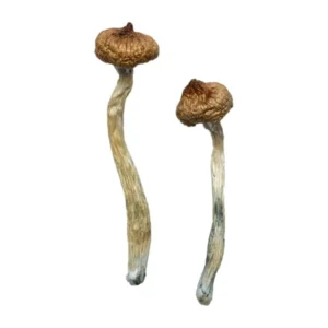 Escondido Magic Mushrooms | 28grams
