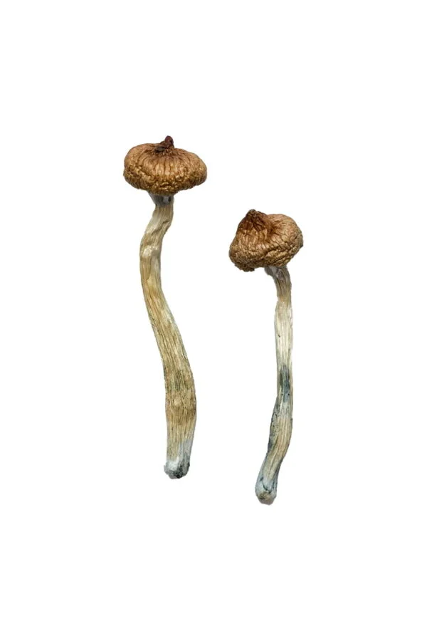 escondido-magic-mushrooms-600x900-1 Escondido Magic Mushrooms | 28grams