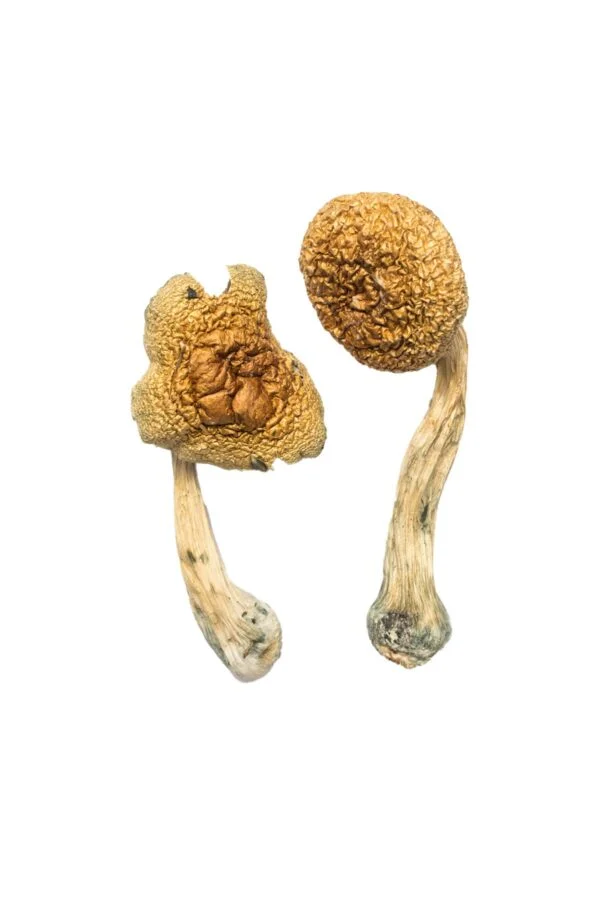 Golden Mammoth Magic Mushrooms | 28grams