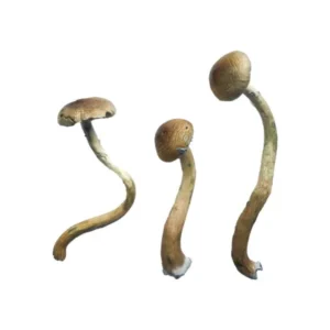 Golden Teacher Special Magic Mushrooms | 28grams