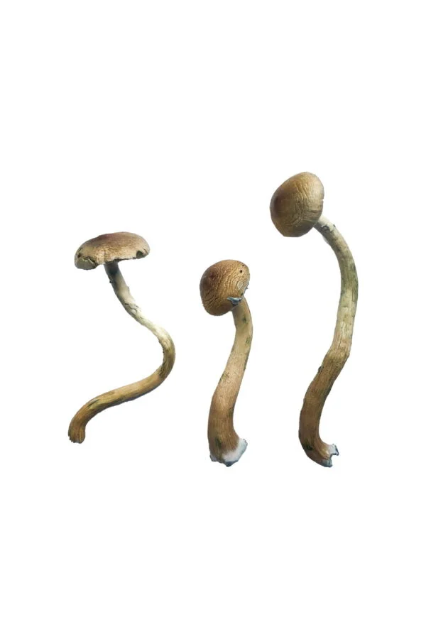 Golden Teacher Special Magic Mushrooms | 28grams