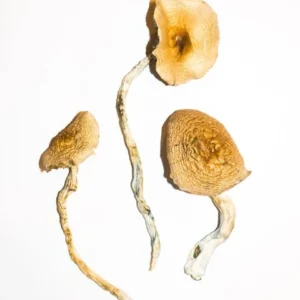 Golden Teachers Magic Mushrooms | 28grams