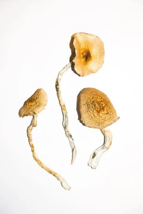 Golden Teachers Magic Mushrooms | 28grams
