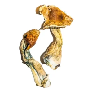 High-Quality B+ Magic Mushrooms Online – Psychedelic Dispensary | 28grams