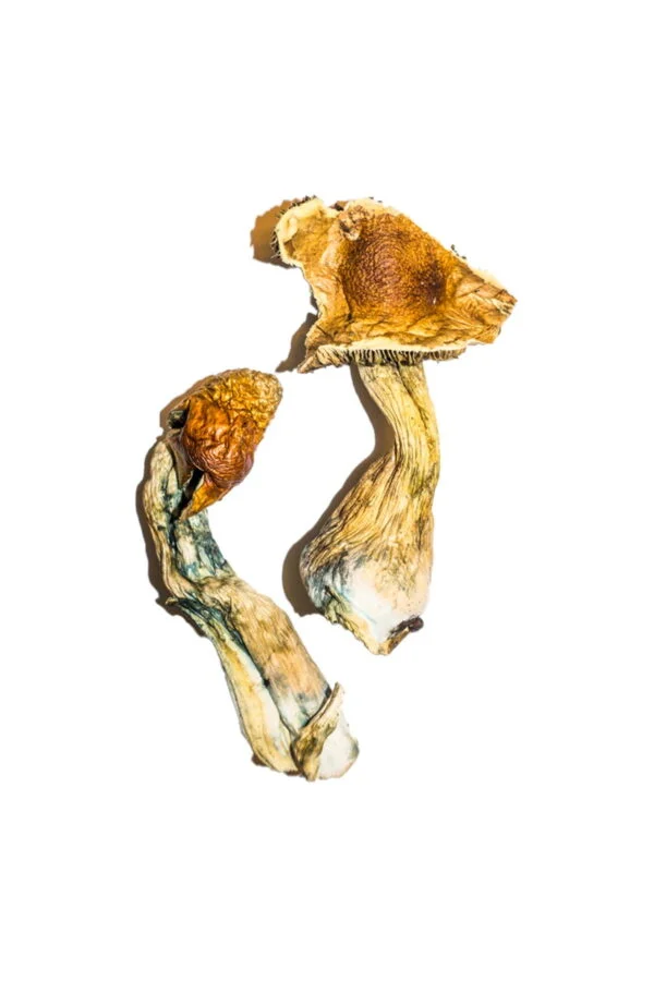 high-quality-b-magic-mushrooms-online-psychedelic-dispensary-600x900-1 High-Quality B+ Magic Mushrooms Online – Psychedelic Dispensary | 28grams